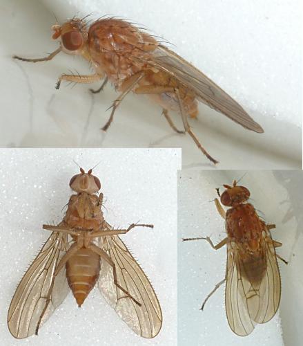 Suillia affinis